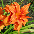 Лилейник гибридный Apricot beauty Лилейник гибридный Apricot beauty