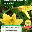 Лилейник гибридный Lemon Bells