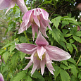 Клематис ботанический Пинк Свин