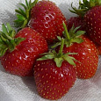 Земляника садовая Росинка