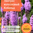 Лиатрис колосковый Кобольд