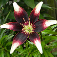 Лилия азиатская Танго Неттис Прайд