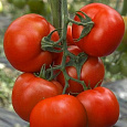 Томат Румяный шар F1 Томат Румяный шар F1