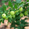 Крыжовник Hinnonmaki Green