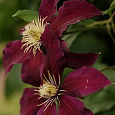 Клематис (Ломонос) гибридный Gizela