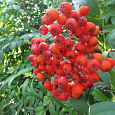 Рябина обыкновенная Эдулис