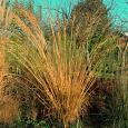 Молиния голубая Cordoba