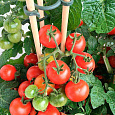 Томат Пламя Агро Томат Пламя Агро