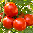 Томат Метелица Томат Метелица