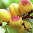Абрикос обыкновенный Орловчанин
