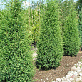 Можжевельник Suecica