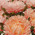 Астра королевский размер Абрикосовая