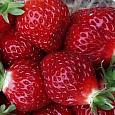 Земляника садовая Манилл