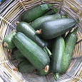 Кабачок Скворушка