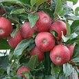 Яблоня Красная горка Яблоня Красная горка