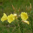 Энотера миссурийская