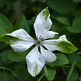 Клематис (Ломонос) гибридный Alba luxurians