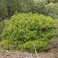 Сосна густоцветковая Окулюс-Драконис