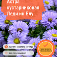 Астра кустарниковая Леди ин Блу