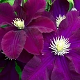 Клематис крупноцветковый Варшавска Найк