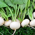 Редис Белый жемчуг Редис Белый жемчуг