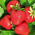 Земляника садовая Клери Земляника садовая Клери