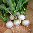 Редис Белый жемчуг Редис Белый жемчуг