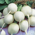 Редис Белый зефир Редис Белый зефир