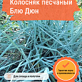 Колосняк песчаный Блю Дюн