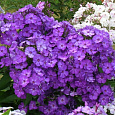 Флокс друммонда Промис лиловый Флокс друммонда Промис лиловый