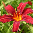 Лилейник гибридный Кримсон Пират Лилейник гибридный Кримсон Пират