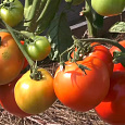 Томат Дар Заволжья Томат Дар Заволжья