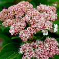 Гортензия древовидная Pink Percussion Гортензия древовидная Pink Percussion