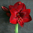 Амариллис простой Ред Лайон