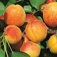 Абрикос обыкновенный Ульянихинский