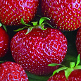 Земляника садовая Черри Берри Земляника садовая Черри Берри